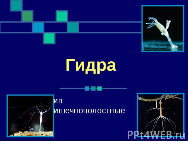 Гидра и кракен